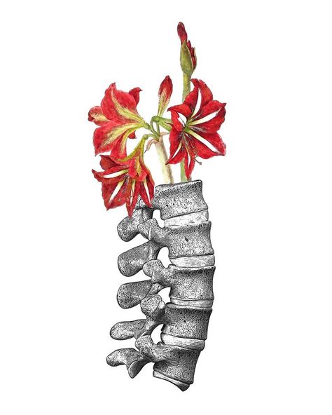 Human Anatomy Art Artworks, Spine Drawing, Medical Artwork, Anatomy Tattoo, Vertebral Column, Clinic Decor, Poster Human, Human Anatomy Art, Portfolio Ideas