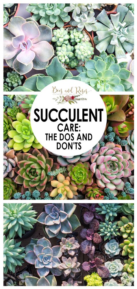 Succulent Garden Outdoor, Succulent Rock Garden, Tanaman Sukulen, Succulent Garden Landscape, Kaktus Dan Sukulen, Succulent Garden Design, Succulent Landscaping, Succulent Garden Diy, Growing Succulents