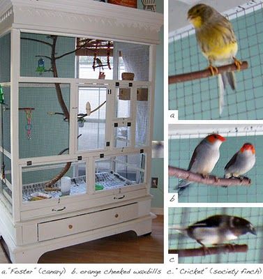 How to turn your old wardrobe into an indoor aviary. It's brilliant! Diy Aviary, Pet Enclosures, Pictures Of Birds, Diy Bird Cage, Old Entertainment Centers, Pet Bird Cage, Entertainment Center Furniture, The Birdcage, Antique Armoire