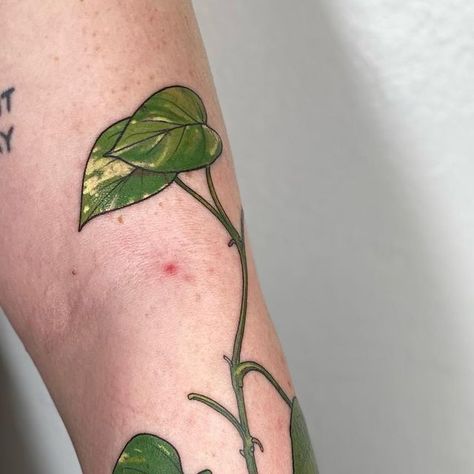 𝑬𝒎𝒎𝒂 𝑳𝒐𝒓𝒆𝒏 on Instagram: "Golden pothos scar cover for Emily. Thanks! Done at @atomiclotustattoo" Golden Pothos Tattoo, Pothos Vine Tattoo, Pothos Tattoo, Tattoos Big, Plant Tattoos, Pothos Vine, Small Ideas, Golden Pothos, Vine Tattoos