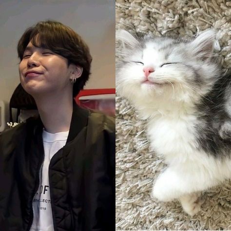 BTS Suga Yoongi Cat, Suga And Cat, Suga Cat, Cat Yoongi, Suga As A Cat, Yoongi As A Cat, Min Yoongi Cat, Yoongi Cat Pics, Yoongi Cat Face