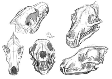 Wolf Skull Anatomy, Canine Skull Reference, Cat Skull Drawing Simple, Canine Skull Drawing, Pig Skull Drawing, Wolf Skull Reference, Fox Skull Drawing, Wolf Skull Art, Wolf Skull Drawing