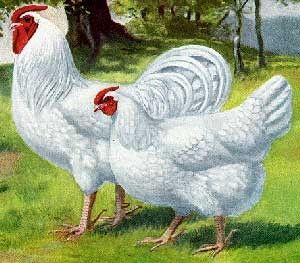 Poultry Breeds - Australorp Chickens — Breeds of Livestock, Department of Animal Science Cochin Chickens, Poultry Breeds, Day Old Chicks, Fancy Chickens, Egg Production, Animal Science, Chickens And Roosters, Chicken Art, Chicken Breeds