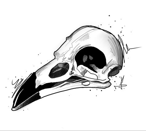 Raven Skull Tattoo, Skull Tattoo Sketch, Bird Skull Tattoo, Book Tattoos, Skull Reference, Skull Sketch, Crow Skull, Raven Skull, Tattoo Sketch