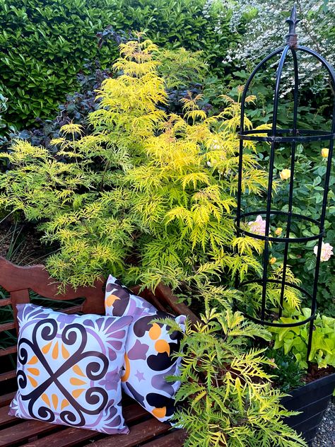 Lemony Lace Elderberry Landscaping, Elderberry Landscaping, Lemony Lace Elderberry, Sambucus Racemosa, Garden Shade, Planting Ideas, Vancouver Washington, Michael Scott, Garden Stuff