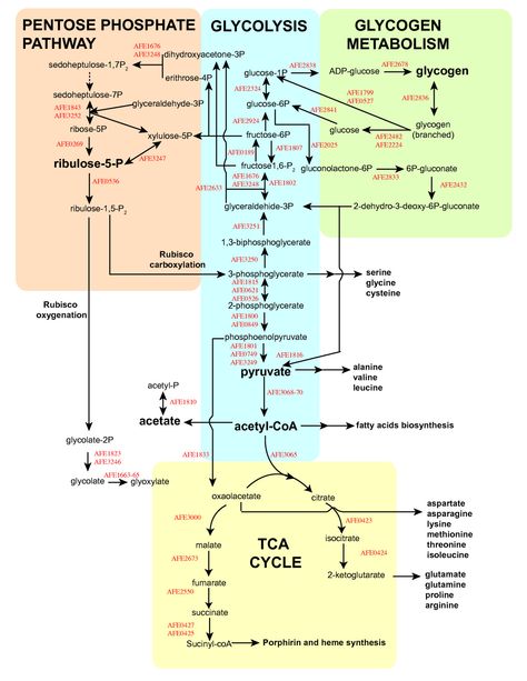 TJ.In biochemistry, the pentose phosphate pathway (also called the phosphogluconate pathway and the hexose monophosphate shunt) is a metabolic pathway parallel to glycolysis that generates NADPH and pentoses (5-carbon sugars) as well as Ribose 5-phosphate, a precursor for the synthesis of nucleotides. While it does involve oxidation of glucose, its primary role is anabolic rather than catabolic.  There are two distinct phases in the pathway. The first is the oxidative phase, in which NADPH i... Amino Acid Metabolism, Pentose Phosphate Pathway Mnemonic, Glycogenesis Pathway, Glycogenolysis Pathway, Glycolysis Mnemonic, Gluconeogenesis Pathway, Glycolysis Diagram, Cellular Respiration Diagram, Respiration Diagram