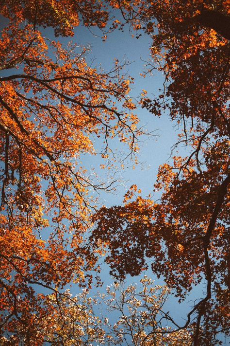 Autumn Leaves Art Print Autumn Home Decor Orange Tree Wall | Etsy Autumn Nature Aesthetic, Brown And Orange Aesthetic, Fall Morning Aesthetic, Fall Foliage Aesthetic, Fall Leafs Aesthetic, Autumn Aesthetic Leaves, Atumm Fall Leaves, Orange Autumn Wallpaper, Camila Core