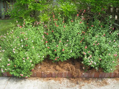 Salvia microphylla 'Hot Lips' / Salvia microphylla 'Hot Lips' - OnlinePlantGuide.com 14362 Hot Lips Salvia, Flower Landscaping, Growing In Containers, Bedding Plant, Motor Court, Garden Flower Beds, Flower Landscape, Hot Lips, Bed Ideas