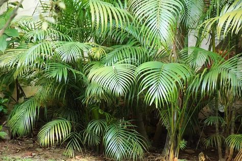 10 Fast Growing Trees for Privacy Palms For Privacy, Zone 11 Landscaping, Tropical Privacy Plants, Tropical Privacy Landscaping, Tropical Plants For Privacy, Fast Growing Trees For Privacy, Trees For Privacy, Plants Around Pool, Landscaping Around Pool