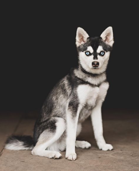 Alaskan Klee Kai | Facebook Alaskan Klee Kai Full Grown, Alaskan Malamute And Samoyed, Alaskan Klee Kai Puppy, Alaskan Malamute Photography, Alaskan Malamute Red, Miniature Husky Alaskan Klee Kai, Alaskan Klee Kai, Cute Little Animals, Blue Eyes