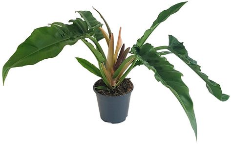 Philodendron Narrow, Cactus Plants, House Plants, Succulent, Cactus, Plants