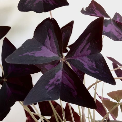 Inspiring and helping you to create better spaces with indoor plants.  #purpleoxalis #oxalis #oxalisplant #bestindoorplants #easyindoorplants #homedecor #indoorplants #houseplants Oxalis Plant, Purple Oxalis, Beautiful House Plants, Purple Shamrock, Wandering Jew Plant, Arrowhead Plant, Goth Garden, Gothic Garden, Beautiful Leaves