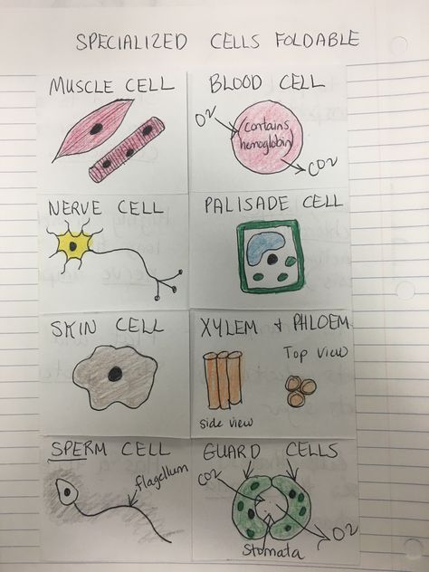 Specialized cells foldable by Cthomasbiology Specialised Cells Notes, Animal Cell Activity, Specialised Cells, Biology Interactive Notebook, Plant Cell Diagram, Teaching Cells, Science Lessons Middle School, Cell Diagram, Science Cells