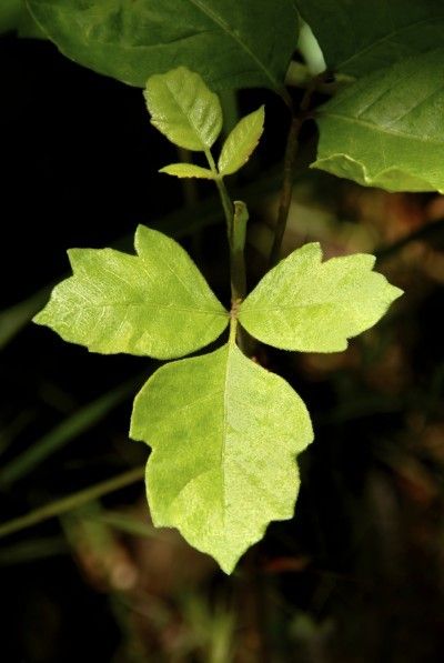 Poison Oak Removal: Learn How To Get Rid Of Poison Oak Plants - When you have poison oak growing near your house, your thoughts turn to poison oak removal. Unfortunately, getting rid of poison oak is not an easy matter. Complete eradication is impossible, but control options in this article should help. Poison Sumac Plant, Poison Oak Plant, Poison Oak Rash, Ivy Plant Indoor, Poison Ivy Plants, Poison Ivy Remedies, Poison Oak, Ivy Plants, Poisonous Plants