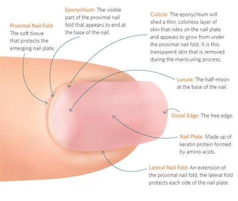 Nail Tech School, Nail Courses, Nail Techniques, Diy Acrylic Nails, Nail Care Tips, Nail Cuticle, Nails Polish, Strong Nails, Nail Health