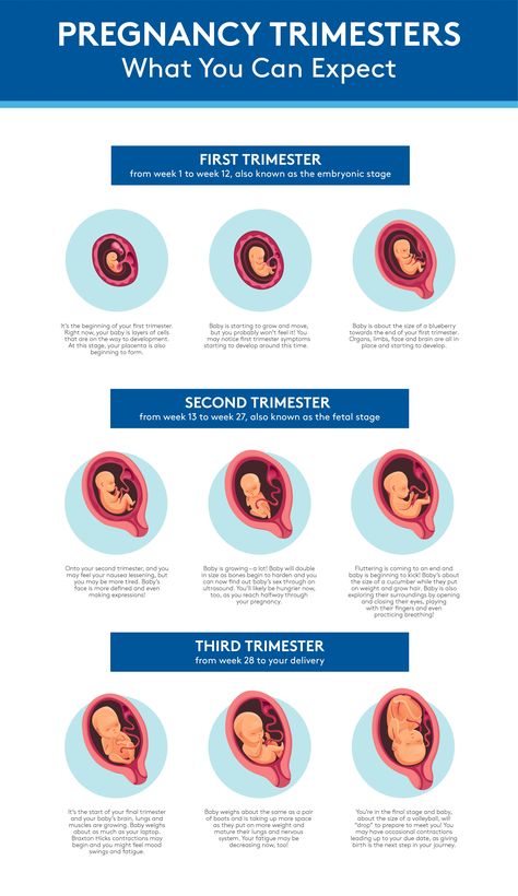 Pregnancy Infographic, Pregnancy First Trimester, Pregnancy Calendar, Pregnancy Timeline, Pregnancy Calculator, High Risk Pregnancy, Pregnancy Guide, Third Pregnancy, Pregnancy Milestones