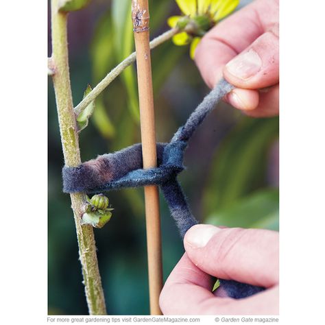 Invisible plant ties | Try this surprisingly simple — and inconspicuous — alternative to traditional plant ties. Smart Gardening, Plant Ties, Garden Help, Garden Gate, Household Tips, Growing Herbs, Edible Garden, Garden Gates, Stick It Out