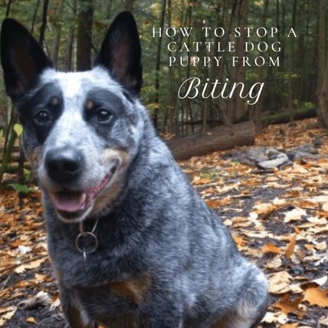 How to Stop a Cattle Dog Puppy (Heeler) From Biting | PetHelpful Cattle Dog Puppy, Austrailian Cattle Dog, Blue Heeler Puppies, Heeler Puppies, Dog Minding, Blue Heeler Dogs, Puppy Biting, Training Your Puppy, Dog Breeder