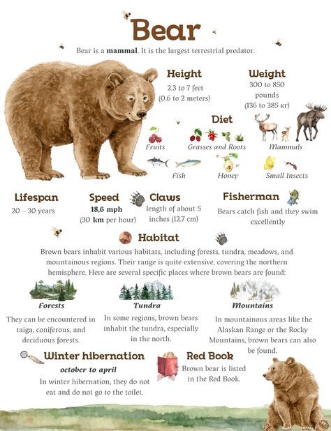 Zoology Aesthetic Notes, Bear Therian, Wildlife Infographic, Bear Facts For Kids, Bear Fursona, Zoology Notes, Bear Crafts Preschool, Facts About Bears, Animal Fact File