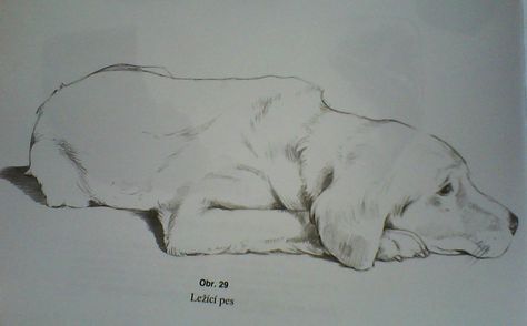 Dog Lying Down Drawing, Dog Laying Down Drawing, Tiara Tattoo, Friend Drawings, Perspective Sketch, Best Friend Drawings, Human Drawing, Drawings Of Friends, Butterfly Drawing