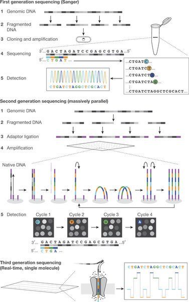 Dna Diagram, Sanger Sequencing, Future Nature, Genetic Modification, Dna Sequencing, Bio Notes, Science Girl, Study Biology, Precision Medicine