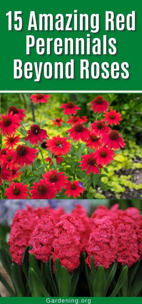 Red Perennials, Full Sun Flowers, Pink Perennials, Plant Tips, Columbine Flower, Full Sun Perennials, Rainbow Garden, Full Sun Plants, Red Plants