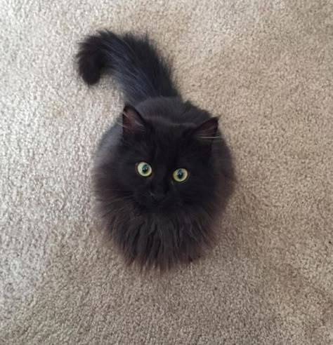 The world of cats and love Fluffy Black Cat, Black Kitties, Long Haired Cats, Adorable Kitten, Cat Aesthetic, I Love Cats, Kitty Kitty, Pretty Cats, Crazy Cat