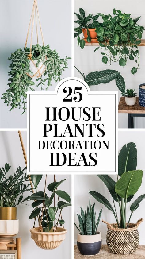 25 Best Low-Maintenance House Plants for Effortless Home Decor House Plants Aesthetic, Plants Decoration Ideas, Low Maintenance House Plants, Zz Plants, Aesthetic Plants, Plants Aesthetic, Snake Plants, Zz Plant, Plant Parent