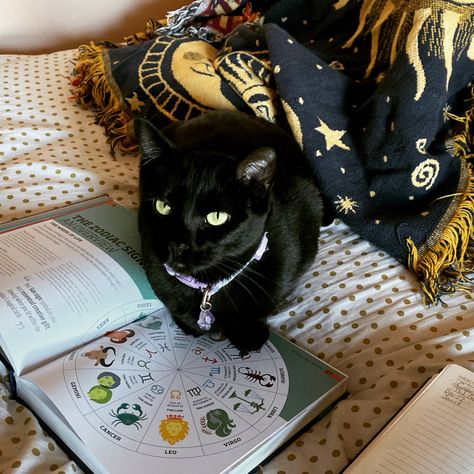 Witchy Cat Aesthetic, Black Cat Aesthetic Witch, Rich Witch Aesthetic, Cat Witch Aesthetic, Cozy Witch Aesthetic, Cat Witchcraft, Witchy Black Cat, Black Cat Witch, Witch Core