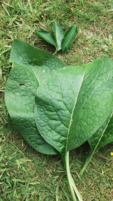 Fresh comfrey leaves from my organic garden. Comfrey is also known as 'knit bone' so it is definitely an ideal ingredient in meals to heal broken bones. Bone Healing Foods, Heal Broken Bones, Old Apple Tree, Apple Tree Care, Grafting Fruit Trees, Fracture Healing, Bone Healing, Healing Diet, Ankle Surgery