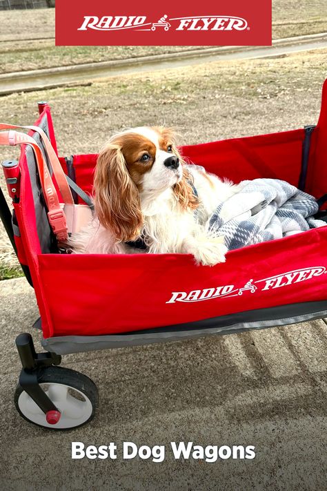 Dog Wagon, Best Wagons, Spring Crafts Preschool, Adventure Ideas, Wooden Wagon, Mini Aussie, Multiple Dogs, Senior Dogs, Riding Toys