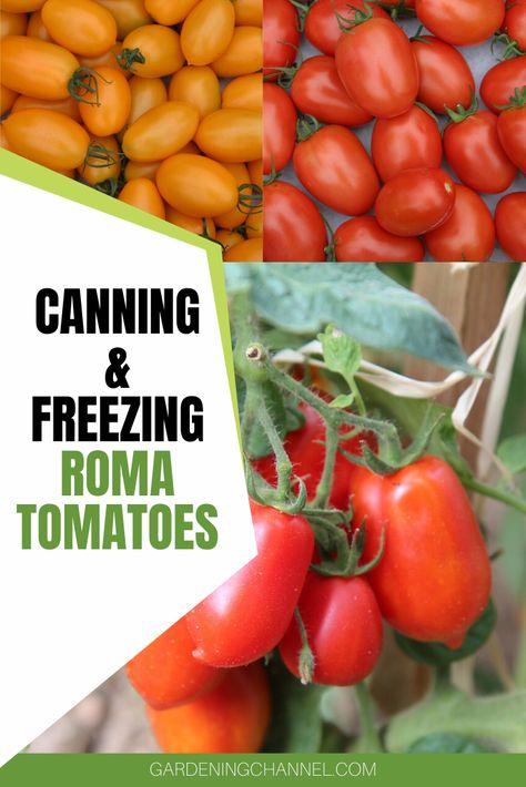 Roma Tomatoes Recipes, Roma Tomato Recipes, Freezing Tomatoes, Tomatoes Recipes, Freezing Vegetables, Roma Tomato, Fermented Pickles, Fresh Tomato Recipes, Canning Vegetables