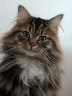 Image Chat, Siberian Cat, Gorgeous Cats, Drawing Cat, Forest Cat, Norwegian Forest Cat, Art Cat, White Cats, Anime Cat