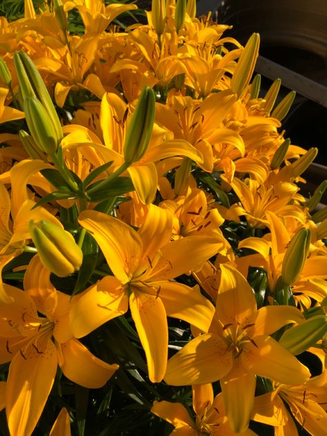 kultaiset liljat puutarhassa auringonlaskun aikaan Yellow Lillies Aesthetic, Golden Flowers Aesthetic, Lily Flower Aesthetic, Yellow Lily Flower, Yellow Lilly, Asian Lilies, Flower Core, Yellow Lilies, Peruvian Lily