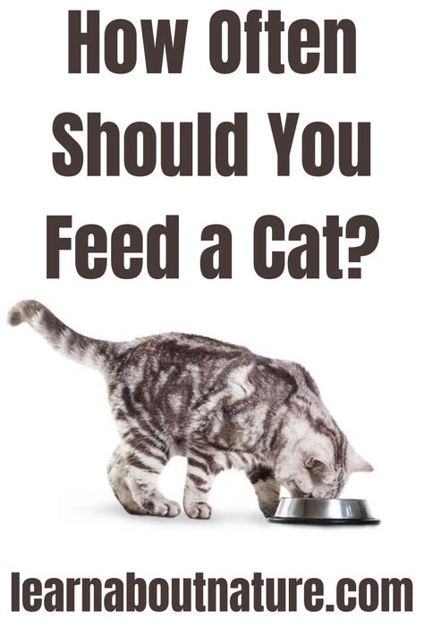 How Often Should You Feed a Cat? What To Feed Cats, Cat Routine, Cat Feeding Schedule, Cat Age Chart, Nature Website, Cat Feeding Station, Eating Schedule, Land Animals, Cat Nutrition