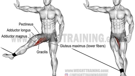 Adductor Longus, Hip Adduction, Cable Machine Workout, Gluteus Maximus, Cable Workout, Inner Thigh Workout, Leg Training, Cable Machine, Leg And Glute Workout