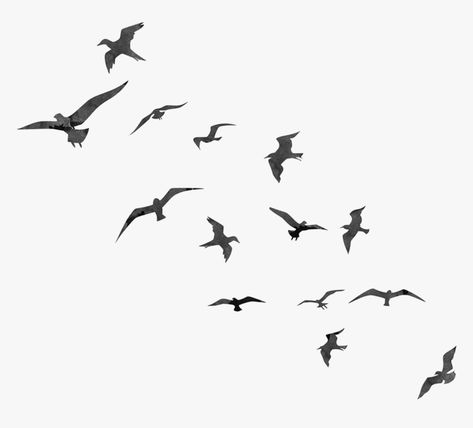 Birds Flying Silhouette, Flying Bird Silhouette, Bird Flight, Ceramic Sculpture Figurative, Camera Tattoo, Black And White Birds, Cartoon Crazy, Beautiful Arabian Horses, Cool Pictures For Wallpaper