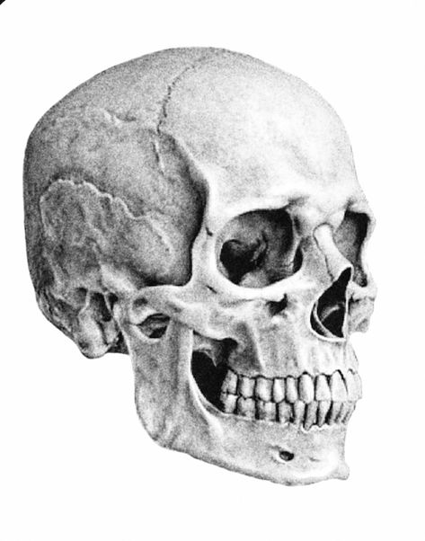 Skull Facing Up, Side Profile Of Skull, Skull Looking Down, Side Skull Drawing, Hsc Artworks, Skeleton Side Profile, Skull Side Profile, Sideways Skull, Skull Side View