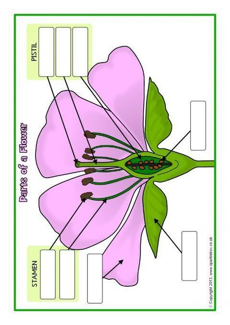 Diagram of a flower