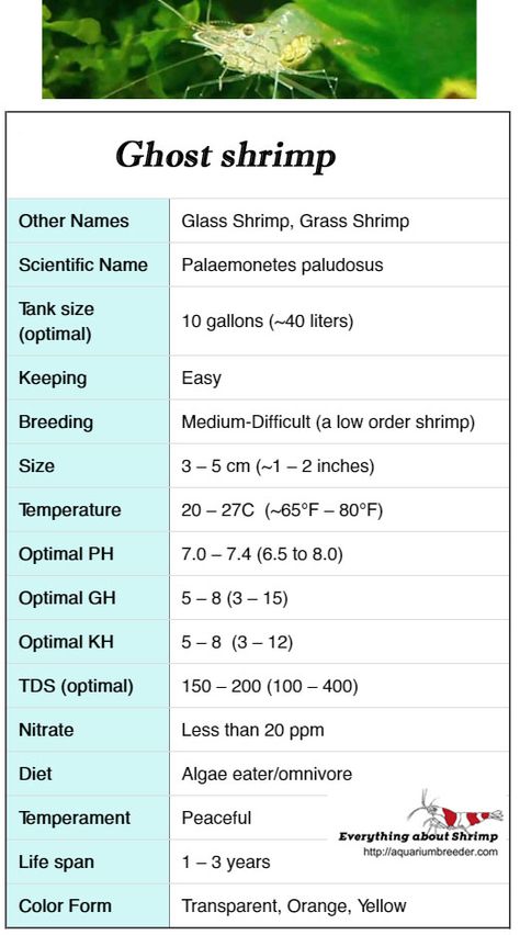 Sinus Drink, Shrimp Breeding, Shrimp Tanks, Freshwater Shrimp, Water Terrarium, Ghost Shrimp, Amano Shrimp, Aquatic Insects, Cherry Shrimp