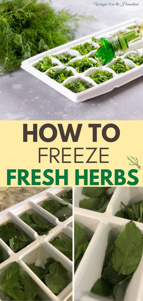 How to freeze fresh herbs Freezer Preserving, How To Freeze Basil, Freeze Fresh Herbs, Preserving Basil, Freezing Fresh Herbs, Preserve Fresh Herbs, Store Fresh Herbs, Drying Fresh Herbs, Preserving Vegetables