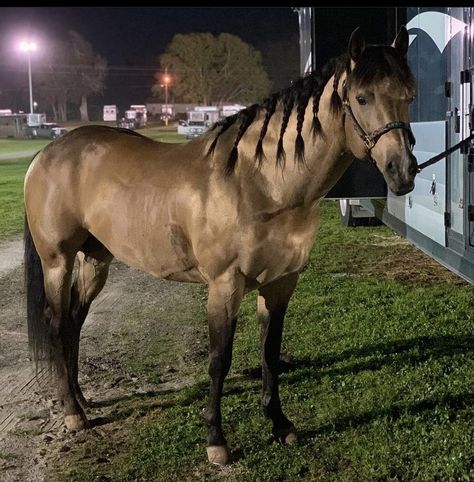 English Quarter Horse, Buckskin Barrel Horse, Palomino Barrel Horse, Horse Buckskin, Aqha Horses, Buckskin Horse, Classic Equine, Dream Horse Barns, Equestrian Aesthetic