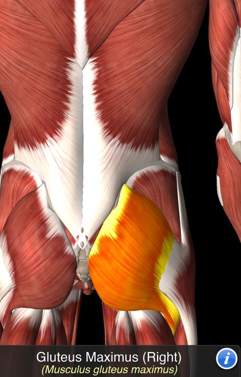 Musculus Gluteus Maximus Lower Back Anatomy, Yoga Neck, Human Muscle Anatomy, Gluteus Maximus, Neck Muscles, Lower Body Muscles, Neck Yoga, Human Body Anatomy, Muscle Anatomy