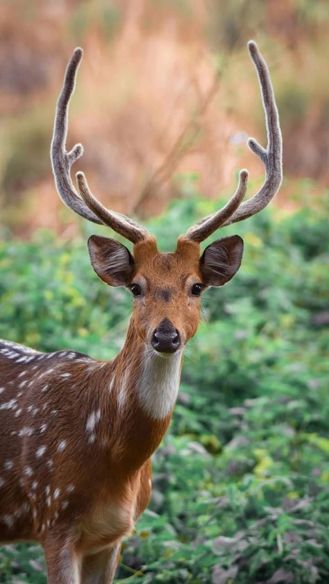 Deer Fabric, Fabric Panel Quilts, Deer Pictures, Wild Animals Pictures, Fabric Panel, Bird Photography, Sweet Animals, Quilting Crafts, Photography Photos