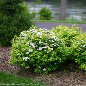 Glow Girl® Spirea – Wilson Nurseries Birchleaf Spirea, Spirea Plant, Spirea Shrub, Backyard Landscaping Plans, Foundation Planting, White Plants, Garden Shrubs, Wildlife Gardening, Starter Plants