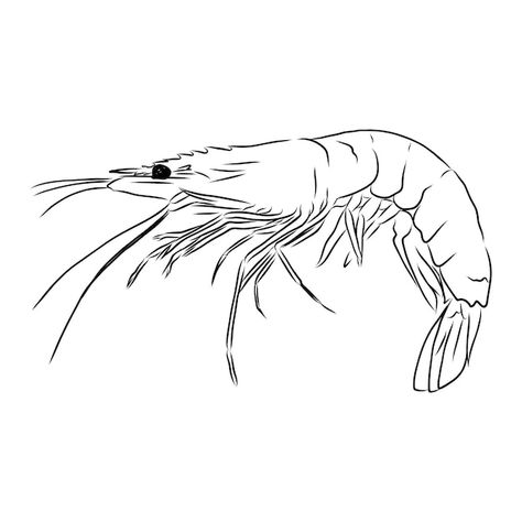 Shrimp Sketch Drawings, Prawns Drawing, Seafood Drawing, Shrimp Drawing, Drawing Black Background, Live Shrimp, Pet Shrimp, Vector Picture, Aquatic Animal