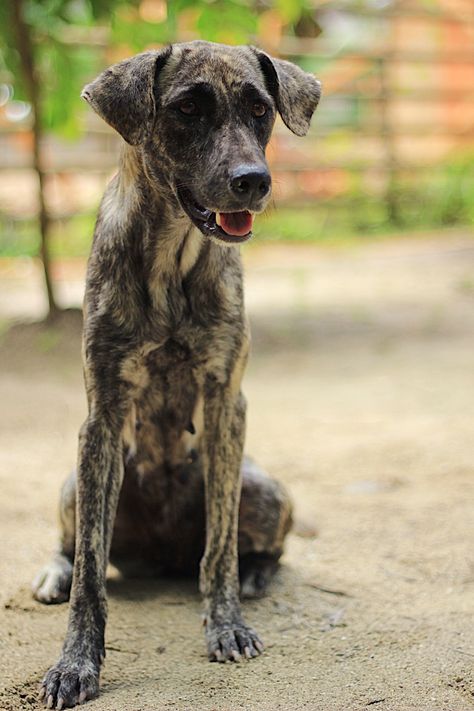 Some mongrel street dogs in Davao, Philippines. These are known as ‘askals or aspins’ #streetdogs #mongreldogs #mixbreeddogs #crossbreeddogs #mutts #mutt #dogs #dog #askal #aspin Aspin Dogs, Mongrel Dogs, Davao Philippines, City Dog, Street Dogs, Awesome Animals, Davao, Types Of Dogs, Mixed Breed Dogs