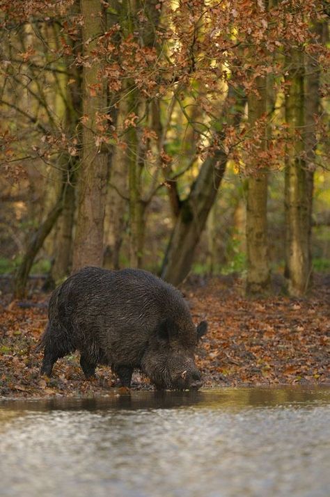 Wild Boar Recipes, Pig Hunting, Wild Boar Hunting, Feral Pig, Boar Hunting, Animals Tattoo, Tattoo Nature, Wild Pig, Hog Hunting