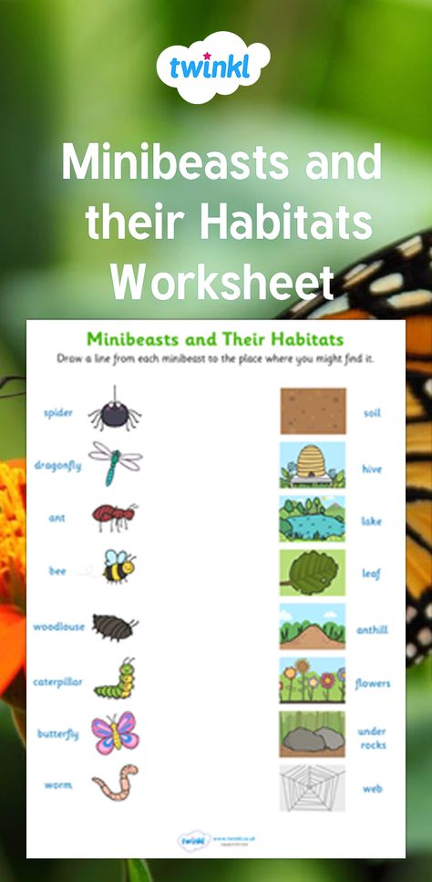 Mini Beasts Activities, Insect Worksheet, Habitat Worksheet, Insect Habitat, Habitat Activities, Plant Adaptations, Mini Beasts, Kindergarten Skills, Fourth Grade Math