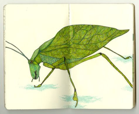 A Leaf Bug Found #ink #sketchbook #art #draw.   Works for Language & Words as well. Leaf Bug Drawing, Anatomical Insect Drawing, Insect Sketchbook, Ant Insect Sketches, Fly Sketch Insect, Bug Drawing, Leaf Bug, Ink Sketchbook, Bugs Drawing